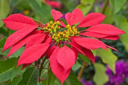 Poinsettia kā pundurkociņš: kopšana, atrašanās vieta un griešana