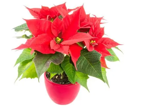 Sehemu ndogo ya poinsettia