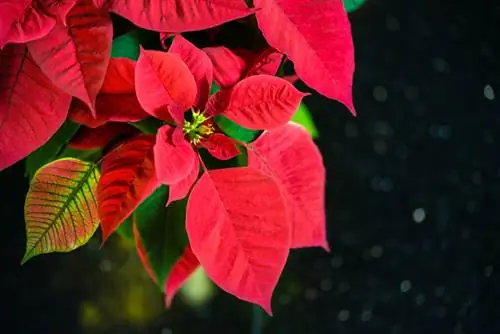 Poinsettias প্রস্ফুটিত হচ্ছে