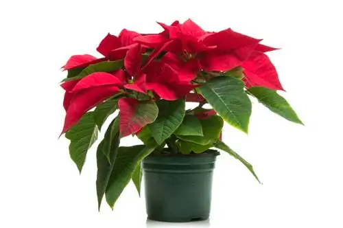 Baja poinsettia