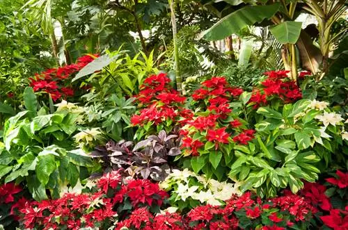 Poinsettia tuisland