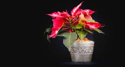 Le poinsettia devient jaune