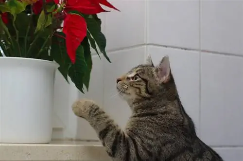 Panganib para sa mga pusa: Gaano kalalason ang poinsettia?