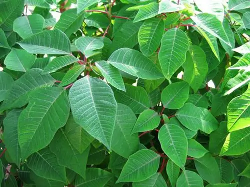 verano de flor de pascua