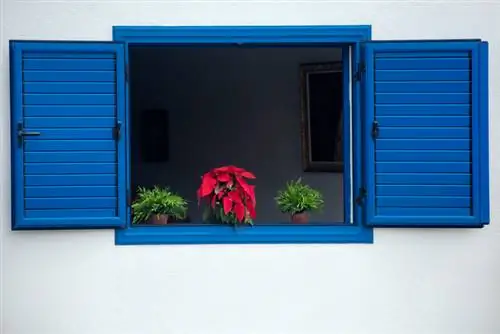 Poinsettia window