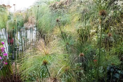 Papyrus as a houseplant: location, watering, fertilizing