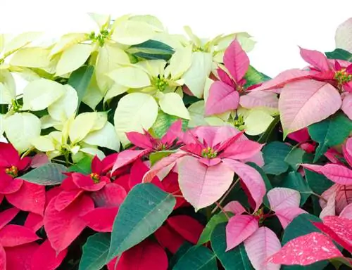 Poinsettia varieties: Discover the variety of colors