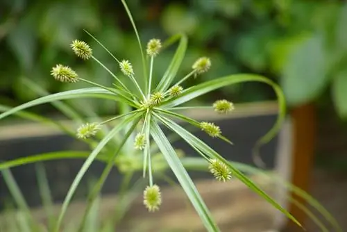 Planta em vaso de papiro