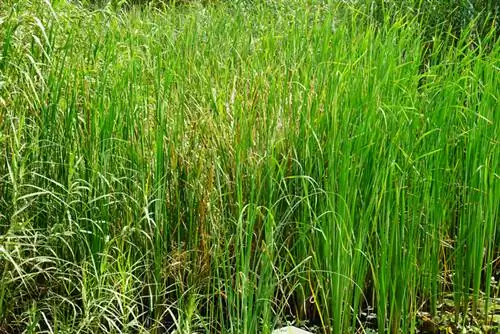 Divide Papyrus Plant: Isang Madaling Paraan para Magpalaganap