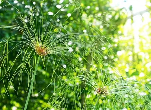 Papiro nel giardino