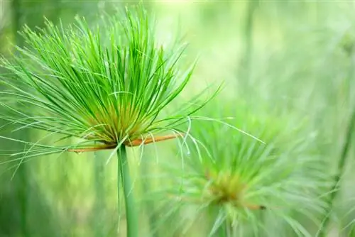 Pulling papyrus offshoots: successful propagation methods