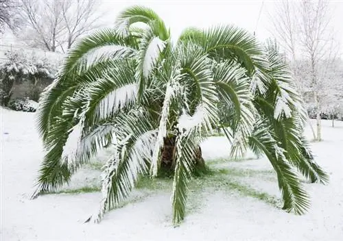 Givre de palmier au miel