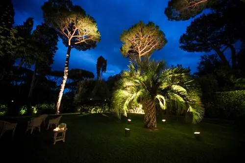 Chileense honingpalm: groei van slechts 5 cm per jaar