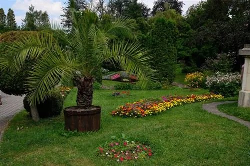 Chilensk honningpalme i hagen