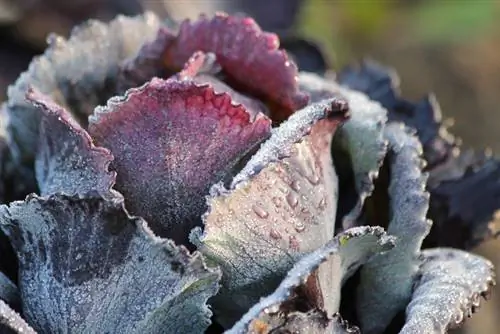 Red cabbage varieties at a glance: Which one is right for you?