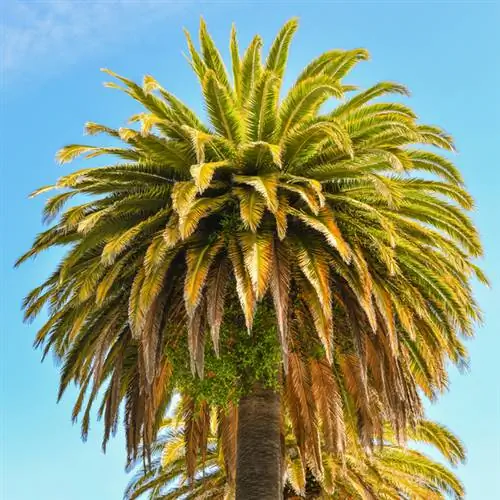 Phoenix palm brown leaves