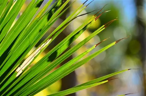 Palmträd bruna blad