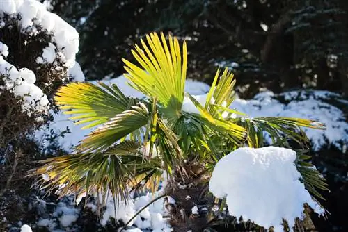 Izturīgas palmu sugas: fantastiski eksotiski augi ārā