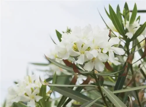 Oleander inageuka kijivu