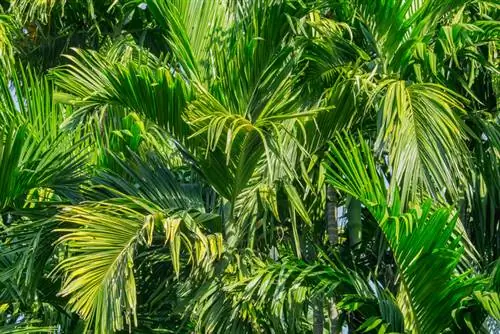 Betelpalm: Optimale verzorging voor een gezonde groei