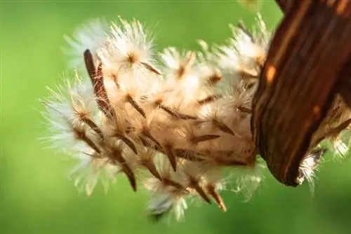 Mga prutas ng Oleander: mga kagiliw-giliw na katotohanan tungkol sa kanilang pagbuo at mga buto