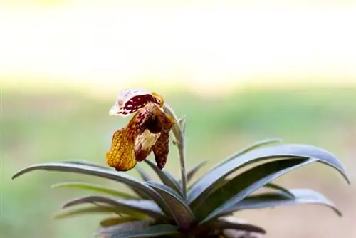 Orquídea após floração