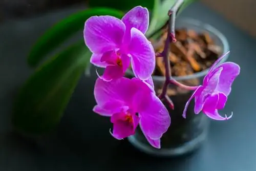 Orchidėja numeta žiedus