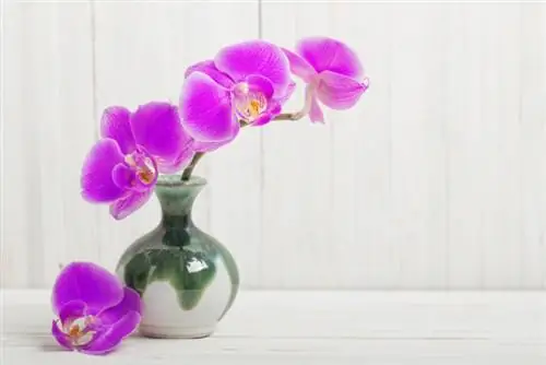 Orchidee come fiori recisi: ecco come durano a lungo nel vaso