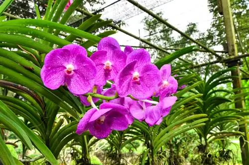 Vanda orchidee hangend