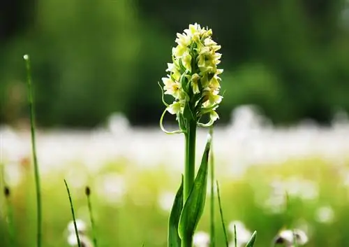 Especies de orquídeas en Alemania