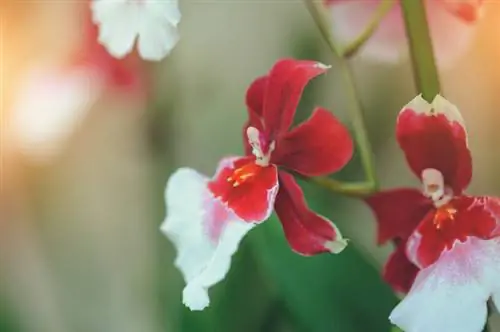 Variedades de orquídeas