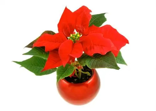 Poinsettia offshoot