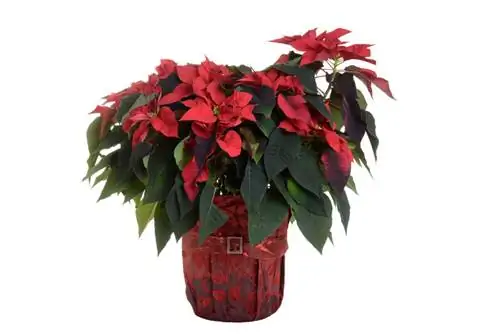 Pot Poinsettia lebih besar