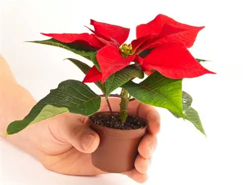 Pagpapalaganap ng mga poinsettia: Ganito ito gumagana sa mga pinagputulan