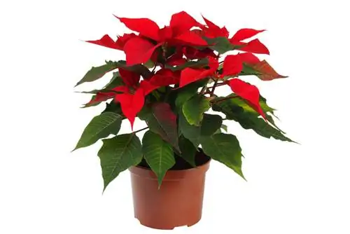 Color the poinsettia red