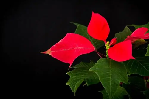 গ্রীষ্মে Poinsettia