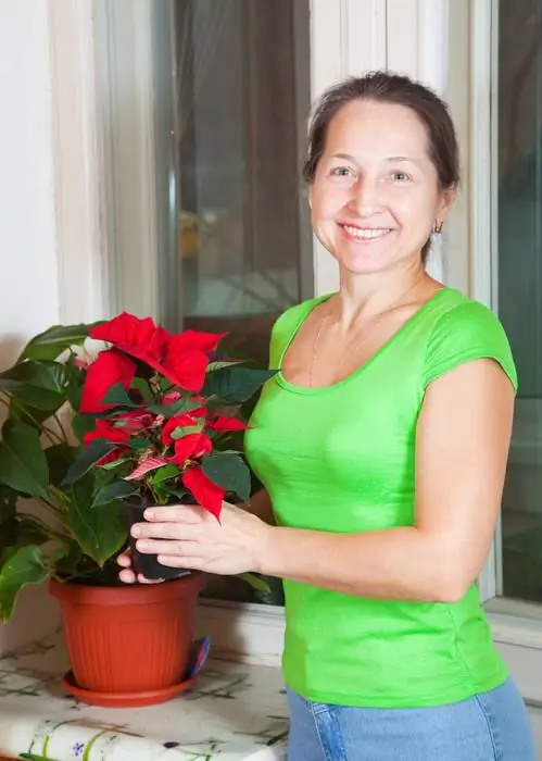 Poinsettia yetişdirilməsi