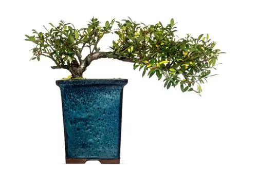 Training Japanese holly for bonsai