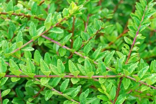 Houx du Japon : Une haie parfaite pour votre jardin ?