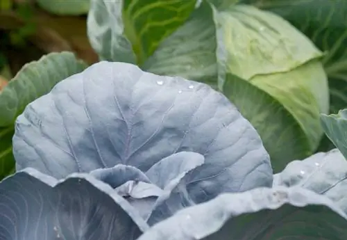 Get to know white cabbage varieties: growth, harvest & use