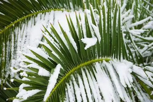 Givre de palmier Phoenix