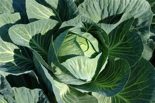 White cabbage harvest time: How to recognize the ideal time