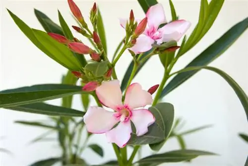 Oleander qönçələri düşür