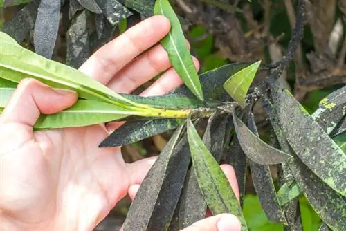 Oleander ntshauv: Pom, tiv thaiv thiab tiv thaiv zoo