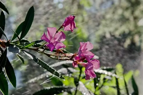 Oleander fungal infestation: Tuklasin, gamutin at pigilan