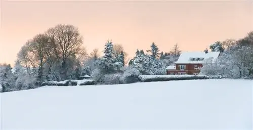 Oleander in de winter: instructies voor bescherming tegen vorst en kou