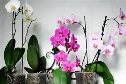 Orchidee: quale vaso da fiori è l'ideale?