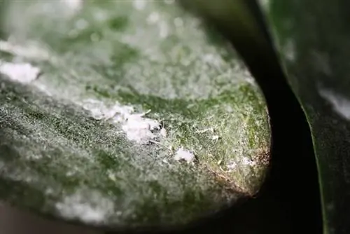 Bladluizen op orchideeën: hoe je ze op natuurlijke wijze kunt bestrijden