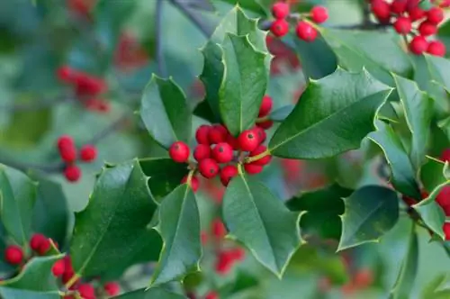 Holly uogos nuodingos