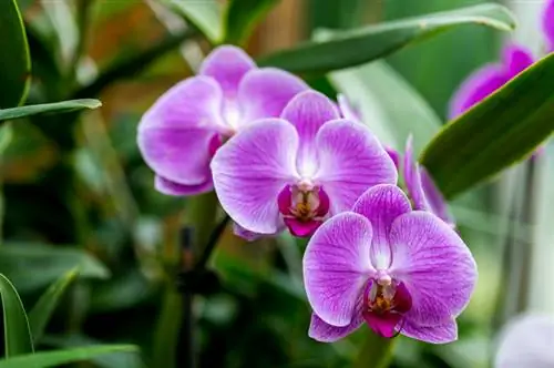 Orchidee per principianti: le migliori specie per principianti